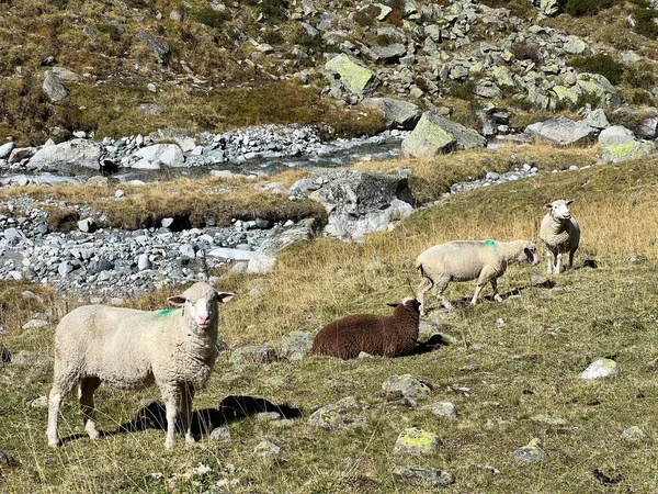 Домашние Овцы Высоких Альпийских Пастбищах Ранней Осенью Горном Массиве Альбула — стоковое фото