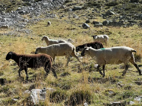 Stock image Domestic sheeps on high alpine pastures in early autumn and in the Albula Alps mountain massif, Zernez - Canton of Grisons, Switzerland (Kanton Graubuenden, Schweiz)