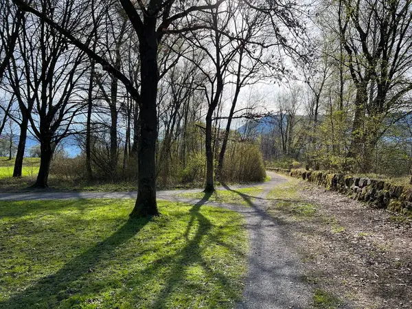 Senderos Deportivos Recreativos Parque Natural Del Rin Antiguo Lustenau Austria — Foto de Stock