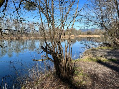 Eski Ren Doğa Parkı, Lustenau (Avusturya) - Vorfruehlings Stimmung im Naturpark Alter Rhein oder Naturpark am Alten Rhein, Lustenau - Oesterreich)