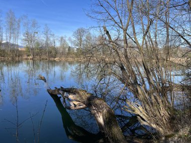 Eski Ren Doğa Parkı, Lustenau (Avusturya) - Vorfruehlings Stimmung im Naturpark Alter Rhein oder Naturpark am Alten Rhein, Lustenau - Oesterreich)