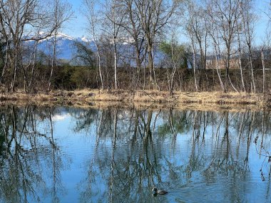 Eski Ren Doğa Parkı, Lustenau (Avusturya) - Vorfruehlings Stimmung im Naturpark Alter Rhein oder Naturpark am Alten Rhein, Lustenau - Oesterreich)