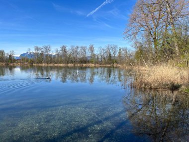 Eski Ren Doğa Parkı, Lustenau (Avusturya) - Vorfruehlings Stimmung im Naturpark Alter Rhein oder Naturpark am Alten Rhein, Lustenau - Oesterreich)