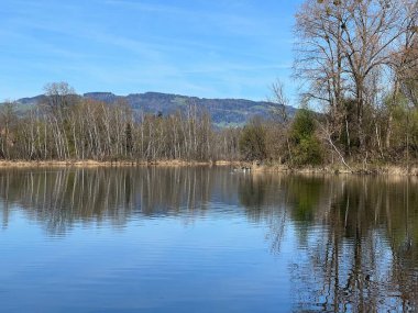 Eski Ren Doğa Parkı, Lustenau (Avusturya) - Vorfruehlings Stimmung im Naturpark Alter Rhein oder Naturpark am Alten Rhein, Lustenau - Oesterreich)