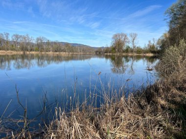 Eski Ren Doğa Parkı, Lustenau (Avusturya) - Vorfruehlings Stimmung im Naturpark Alter Rhein oder Naturpark am Alten Rhein, Lustenau - Oesterreich)