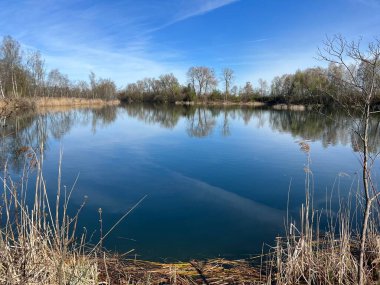 Eski Ren Doğa Parkı, Lustenau (Avusturya) - Vorfruehlings Stimmung im Naturpark Alter Rhein oder Naturpark am Alten Rhein, Lustenau - Oesterreich)