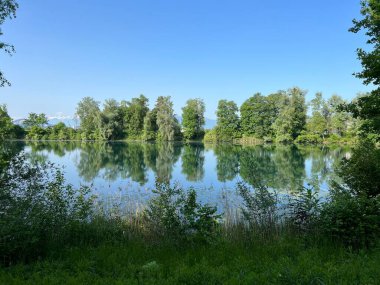 Eski Ren Doğa Parkı, Lustenau (Avusturya) - Vorfruehlings Stimmung im Naturpark Alter Rhein oder Naturpark am Alten Rhein, Lustenau - Oesterreich )