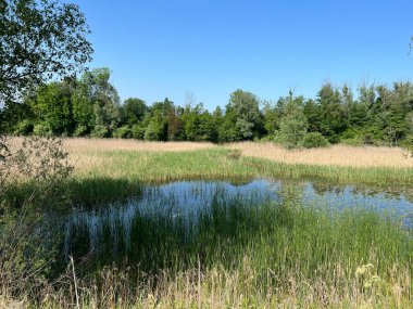 Eski Ren Doğa Parkı, Lustenau (Avusturya) - Vorfruehlings Stimmung im Naturpark Alter Rhein oder Naturpark am Alten Rhein, Lustenau - Oesterreich )