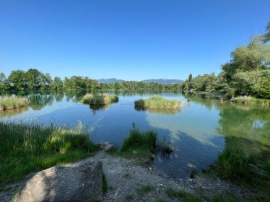 Eski Ren Doğa Parkı, Lustenau (Avusturya) - Vorfruehlings Stimmung im Naturpark Alter Rhein oder Naturpark am Alten Rhein, Lustenau - Oesterreich )