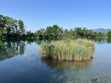 Eski Ren Doğa Parkı, Lustenau (Avusturya) - Vorfruehlings Stimmung im Naturpark Alter Rhein oder Naturpark am Alten Rhein, Lustenau - Oesterreich )