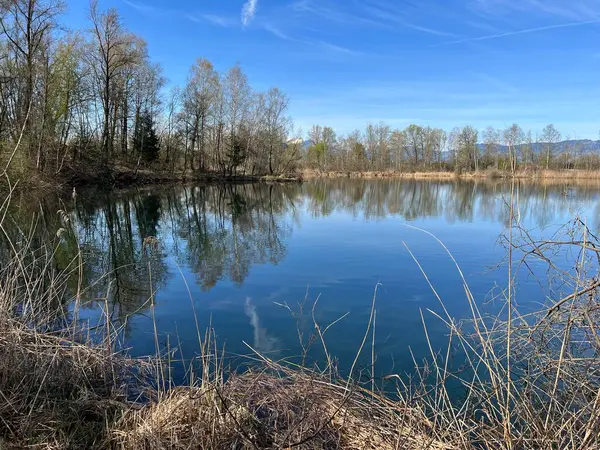 stock image Early spring atmosphere in the Old Rhine Nature Park, Lustenau (Austria) - Vorfruehlings Stimmung im Naturpark Alter Rhein oder Naturpark am Alten Rhein, Lustenau - Oesterreich (Osterreich)