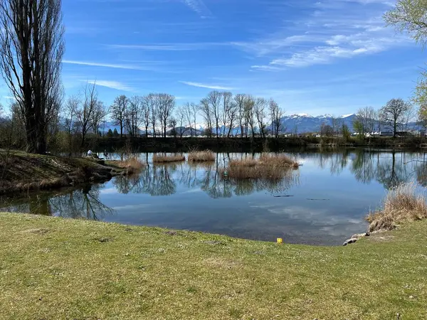 Stock image Early spring atmosphere in the Old Rhine Nature Park, Lustenau (Austria) - Vorfruehlings Stimmung im Naturpark Alter Rhein oder Naturpark am Alten Rhein, Lustenau - Oesterreich (Osterreich)