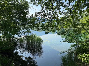 Eski Ren Doğa Parkı, Lustenau (Avusturya) - Vorfruehlings Stimmung im Naturpark Alter Rhein oder Naturpark am Alten Rhein, Lustenau - Oesterreich)