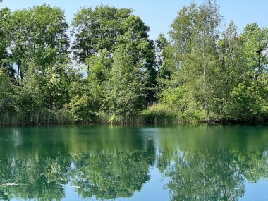Eski Ren Doğa Parkı, Lustenau (Avusturya) - Vorfruehlings Stimmung im Naturpark Alter Rhein oder Naturpark am Alten Rhein, Lustenau - Oesterreich)