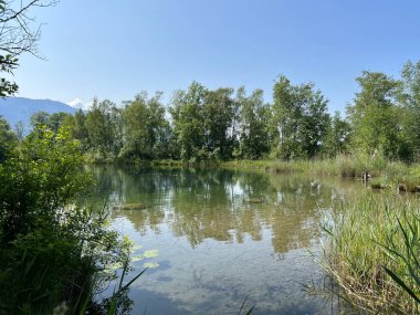 Eski Ren Doğa Parkı, Lustenau (Avusturya) - Vorfruehlings Stimmung im Naturpark Alter Rhein oder Naturpark am Alten Rhein, Lustenau - Oesterreich)