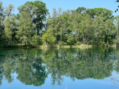 Eski Ren Doğa Parkı, Lustenau (Avusturya) - Vorfruehlings Stimmung im Naturpark Alter Rhein oder Naturpark am Alten Rhein, Lustenau - Oesterreich)