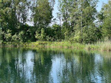Eski Ren Doğa Parkı, Lustenau (Avusturya) - Vorfruehlings Stimmung im Naturpark Alter Rhein oder Naturpark am Alten Rhein, Lustenau - Oesterreich)