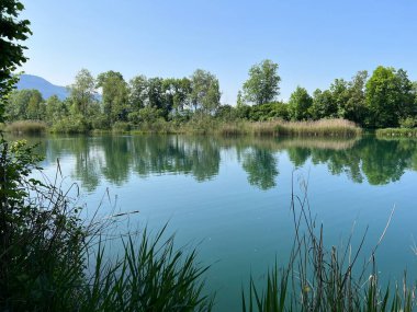 Eski Ren Doğa Parkı, Lustenau (Avusturya) - Vorfruehlings Stimmung im Naturpark Alter Rhein oder Naturpark am Alten Rhein, Lustenau - Oesterreich)