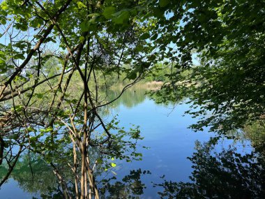 Eski Ren Doğa Parkı, Lustenau (Avusturya) - Vorfruehlings Stimmung im Naturpark Alter Rhein oder Naturpark am Alten Rhein, Lustenau - Oesterreich)