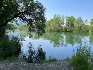 Eski Ren Doğa Parkı, Lustenau (Avusturya) - Vorfruehlings Stimmung im Naturpark Alter Rhein oder Naturpark am Alten Rhein, Lustenau - Oesterreich)