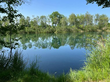 Eski Ren Doğa Parkı, Lustenau (Avusturya) - Vorfruehlings Stimmung im Naturpark Alter Rhein oder Naturpark am Alten Rhein, Lustenau - Oesterreich)