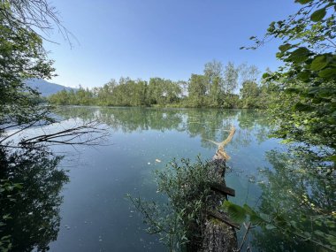 Eski Ren Doğa Parkı, Lustenau (Avusturya) - Vorfruehlings Stimmung im Naturpark Alter Rhein oder Naturpark am Alten Rhein, Lustenau - Oesterreich)