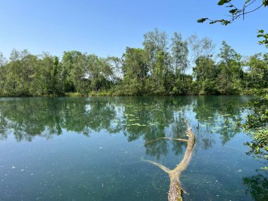 Eski Ren Doğa Parkı, Lustenau (Avusturya) - Vorfruehlings Stimmung im Naturpark Alter Rhein oder Naturpark am Alten Rhein, Lustenau - Oesterreich)