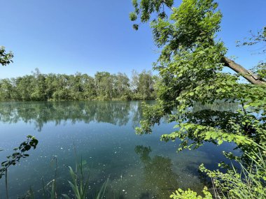 Eski Ren Doğa Parkı, Lustenau (Avusturya) - Vorfruehlings Stimmung im Naturpark Alter Rhein oder Naturpark am Alten Rhein, Lustenau - Oesterreich)