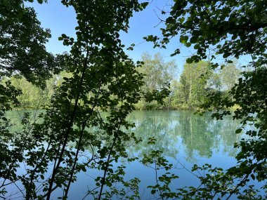 Eski Ren Doğa Parkı, Lustenau (Avusturya) - Vorfruehlings Stimmung im Naturpark Alter Rhein oder Naturpark am Alten Rhein, Lustenau - Oesterreich)