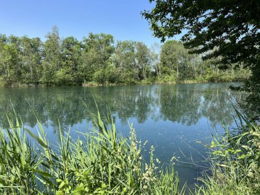 Eski Ren Doğa Parkı, Lustenau (Avusturya) - Vorfruehlings Stimmung im Naturpark Alter Rhein oder Naturpark am Alten Rhein, Lustenau - Oesterreich)