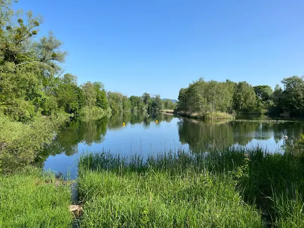 Eski Ren Doğa Parkı, Lustenau (Avusturya) - Vorfruehlings Stimmung im Naturpark Alter Rhein oder Naturpark am Alten Rhein, Lustenau - Oesterreich)