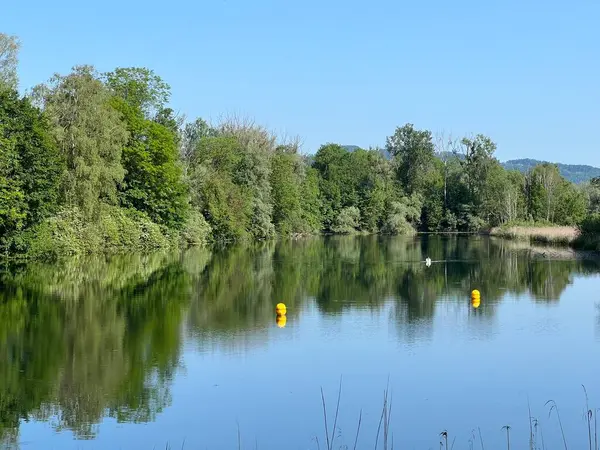 Stock image Summer atmosphere in the Old Rhine Nature Park, Lustenau (Austria) - Vorfruehlings Stimmung im Naturpark Alter Rhein oder Naturpark am Alten Rhein, Lustenau - Oesterreich (Osterreich)