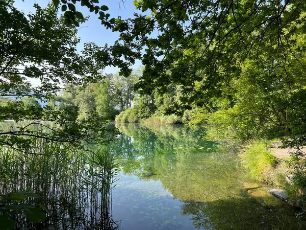 Ambiente Verano Parque Natural Del Rin Antiguo Lustenau Austria Vorfruehlings —  Fotos de Stock