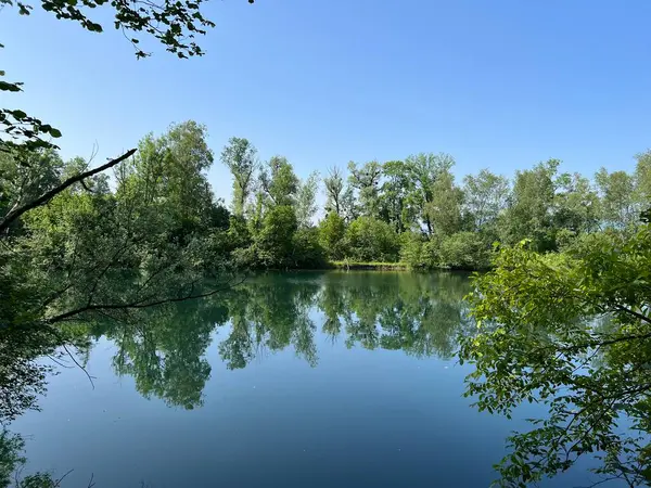 Летняя Атмосфера Старом Рейнском Природном Парке Лустенау Австрия Vorfruehlings Stimmung — стоковое фото