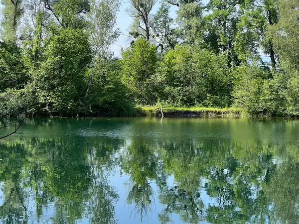 stock image Summer atmosphere in the Old Rhine Nature Park, Lustenau (Austria) - Vorfruehlings Stimmung im Naturpark Alter Rhein oder Naturpark am Alten Rhein, Lustenau - Oesterreich (Osterreich)