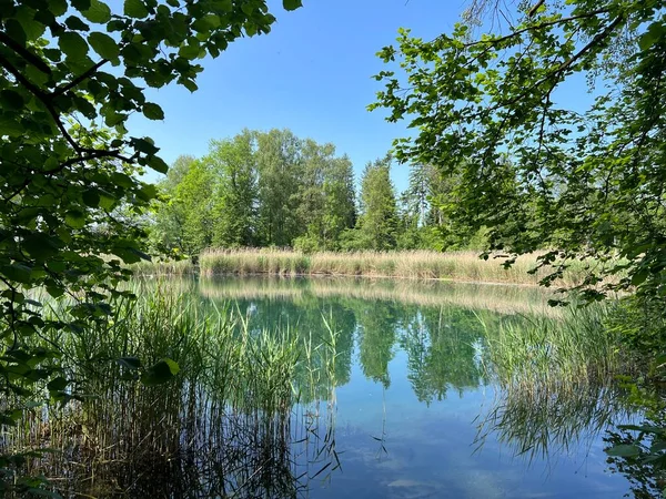 Ambiente Verano Parque Natural Del Rin Antiguo Lustenau Austria Vorfruehlings —  Fotos de Stock