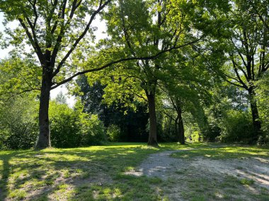Lustenau (Avusturya) - Auwald neben dem Naturpark Alter Rhein oder Naturpark am Alten Rhein, Oesterreich (Oesterreich))