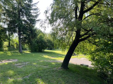 Lustenau (Avusturya) - Auwald neben dem Naturpark Alter Rhein oder Naturpark am Alten Rhein, Oesterreich (Oesterreich))