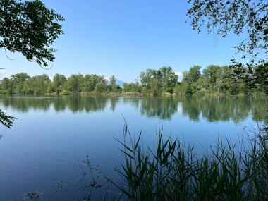 Eski Ren Doğa Parkı, Lustenau (Avusturya) - Vorfruehlings Stimmung im Naturpark Alter Rhein oder Naturpark am Alten Rhein, Lustenau - Oesterreich)