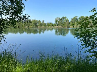 Eski Ren Doğa Parkı, Lustenau (Avusturya) - Vorfruehlings Stimmung im Naturpark Alter Rhein oder Naturpark am Alten Rhein, Lustenau - Oesterreich)