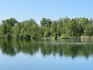 Eski Ren Doğa Parkı, Lustenau (Avusturya) - Vorfruehlings Stimmung im Naturpark Alter Rhein oder Naturpark am Alten Rhein, Lustenau - Oesterreich)