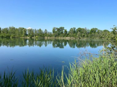 Eski Ren Doğa Parkı, Lustenau (Avusturya) - Vorfruehlings Stimmung im Naturpark Alter Rhein oder Naturpark am Alten Rhein, Lustenau - Oesterreich)