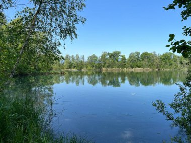 Eski Ren Doğa Parkı, Lustenau (Avusturya) - Vorfruehlings Stimmung im Naturpark Alter Rhein oder Naturpark am Alten Rhein, Lustenau - Oesterreich)