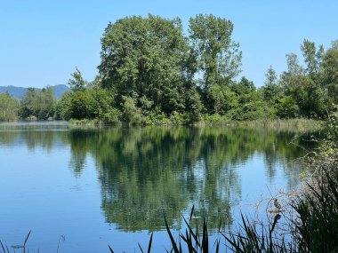 Eski Ren Doğa Parkı, Lustenau (Avusturya) - Vorfruehlings Stimmung im Naturpark Alter Rhein oder Naturpark am Alten Rhein, Lustenau - Oesterreich)