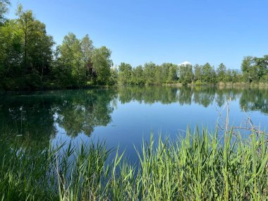 Eski Ren Doğa Parkı, Lustenau (Avusturya) - Vorfruehlings Stimmung im Naturpark Alter Rhein oder Naturpark am Alten Rhein, Lustenau - Oesterreich)