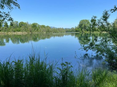 Eski Ren Doğa Parkı, Lustenau (Avusturya) - Vorfruehlings Stimmung im Naturpark Alter Rhein oder Naturpark am Alten Rhein, Lustenau - Oesterreich)