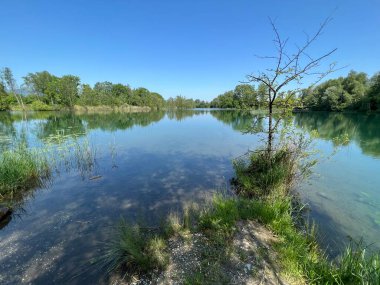 Eski Ren Doğa Parkı, Lustenau (Avusturya) - Vorfruehlings Stimmung im Naturpark Alter Rhein oder Naturpark am Alten Rhein, Lustenau - Oesterreich)