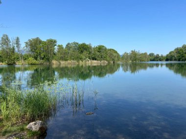 Eski Ren Doğa Parkı, Lustenau (Avusturya) - Vorfruehlings Stimmung im Naturpark Alter Rhein oder Naturpark am Alten Rhein, Lustenau - Oesterreich)