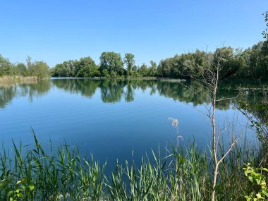Eski Ren Doğa Parkı, Lustenau (Avusturya) - Vorfruehlings Stimmung im Naturpark Alter Rhein oder Naturpark am Alten Rhein, Lustenau - Oesterreich)
