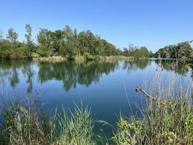Eski Ren Doğa Parkı, Lustenau (Avusturya) - Vorfruehlings Stimmung im Naturpark Alter Rhein oder Naturpark am Alten Rhein, Lustenau - Oesterreich)